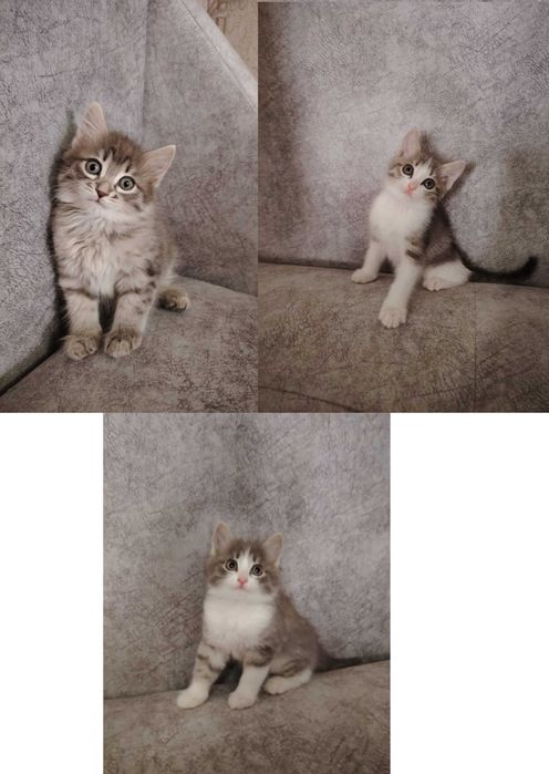 Отдам котят в хорошие руки, мальчики