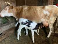 Vaca de lapte cu vitel