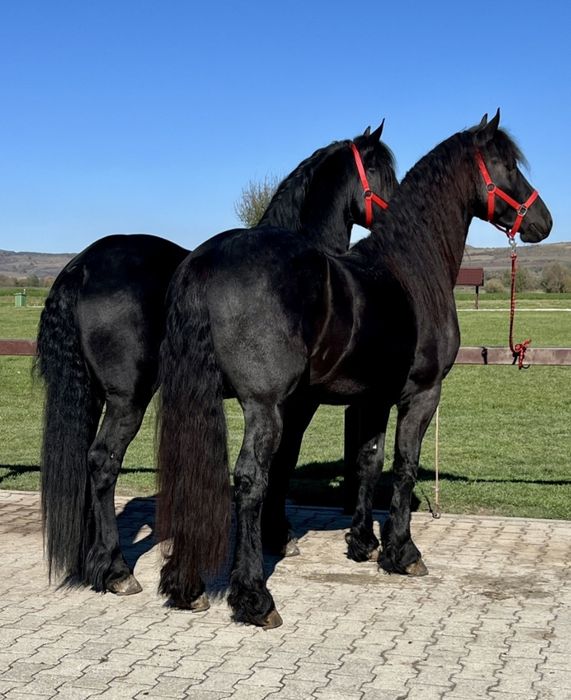 Vând 2 frizeni Armasari tineri