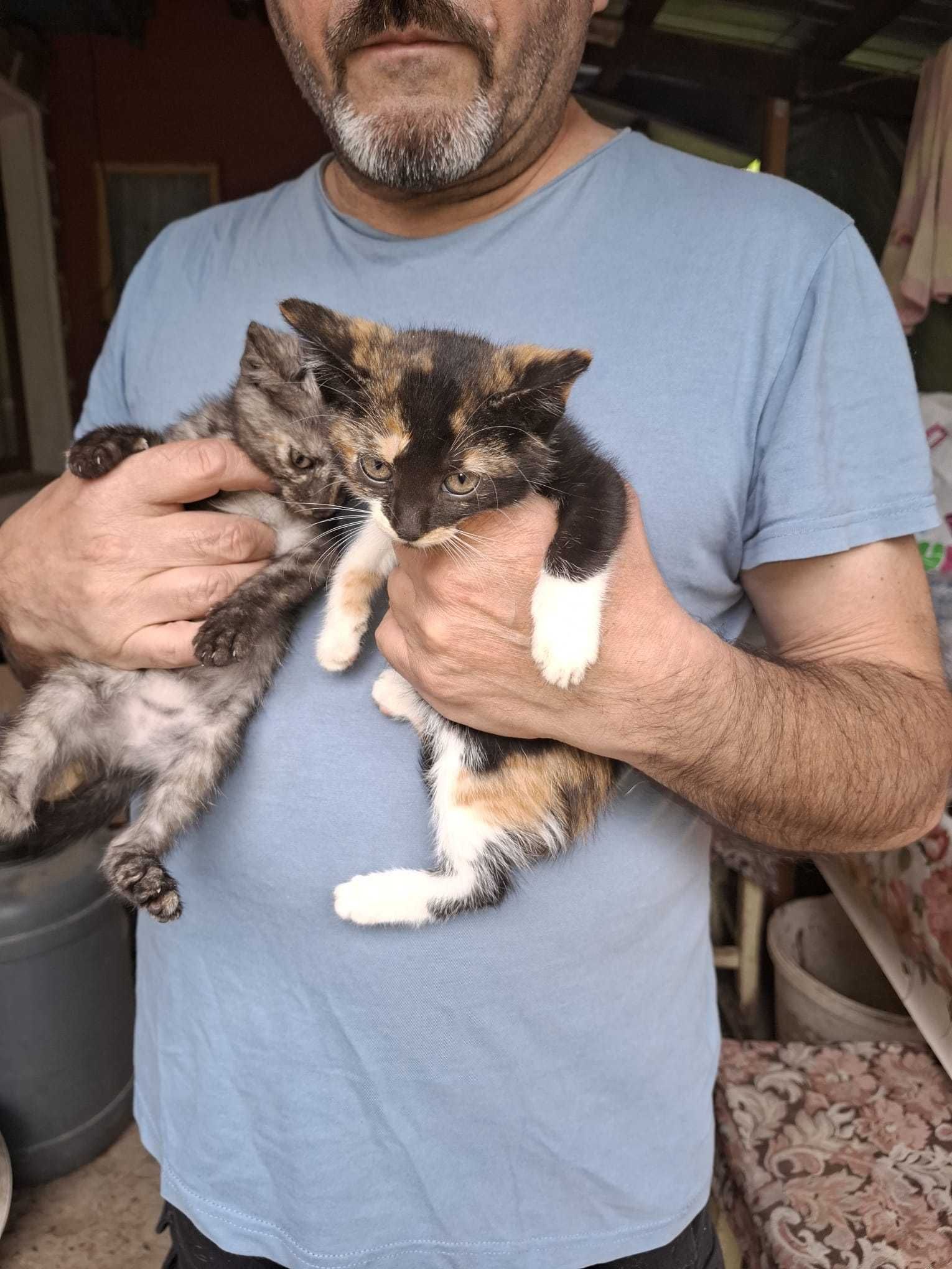 Pisicuti pentru adoptie