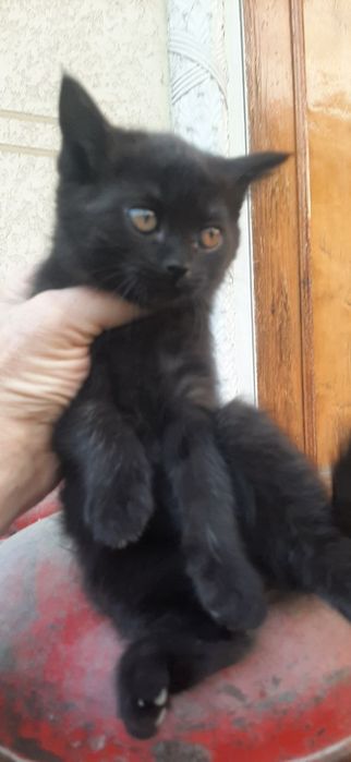mushuklar hadyaga beriladi