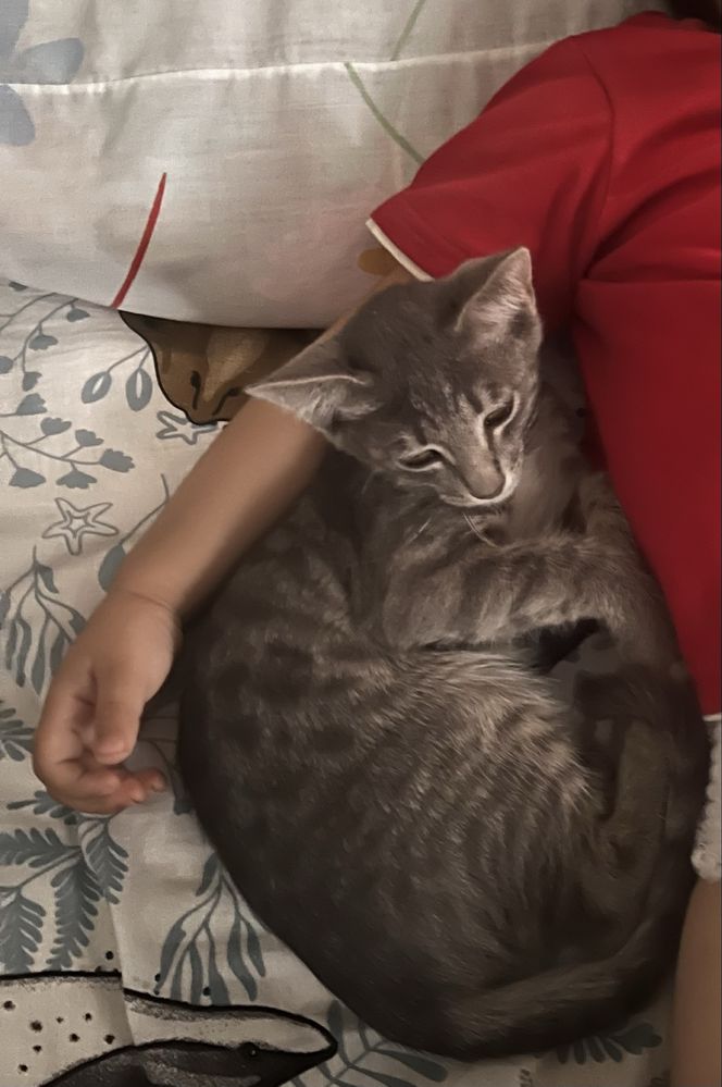 Кошка Ищет хозяина