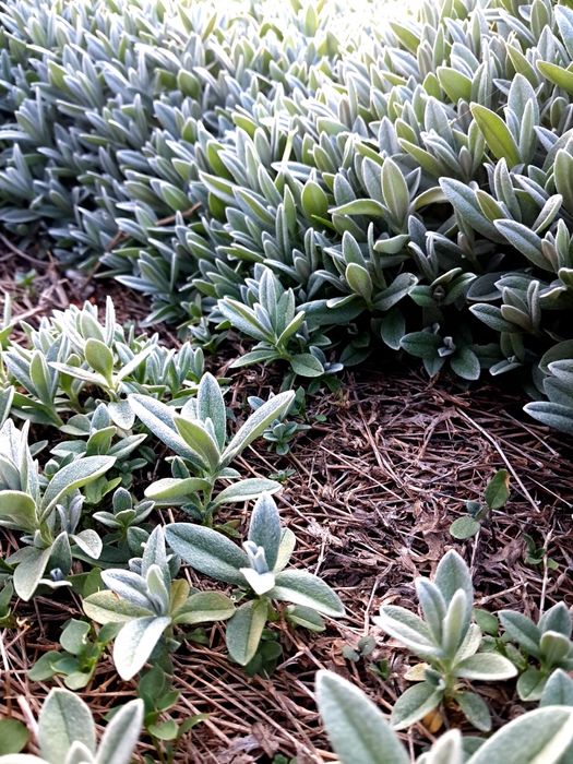 Градински церастум, делосперма, флокс