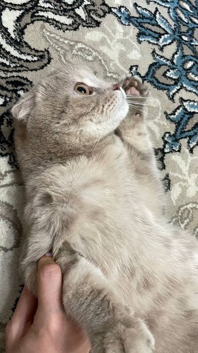 Синба ровно 1 год