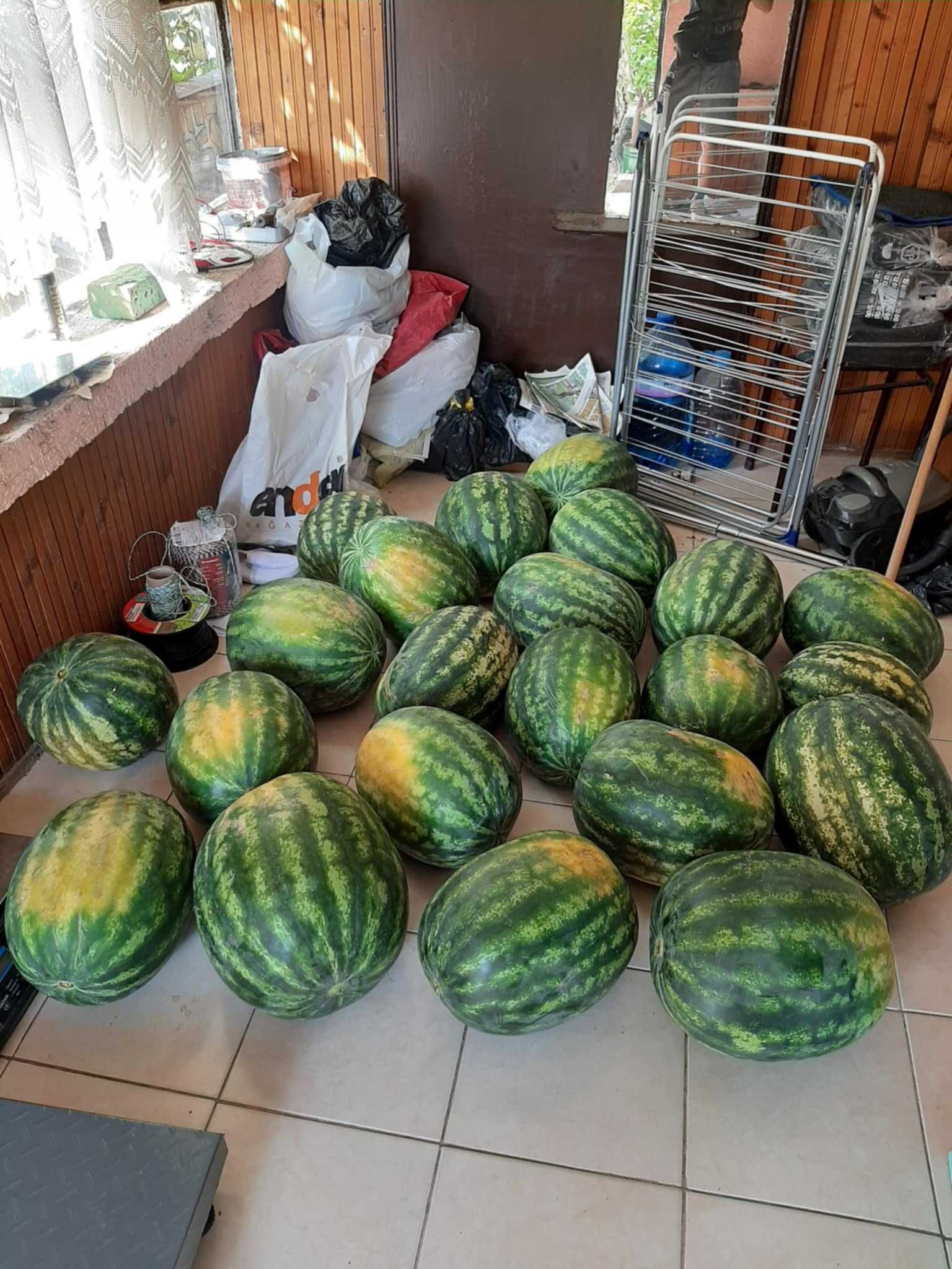 Продавам дини сорт Романза