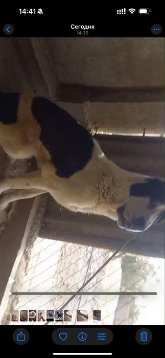 Продается Алабай Буч !молодой Щенок