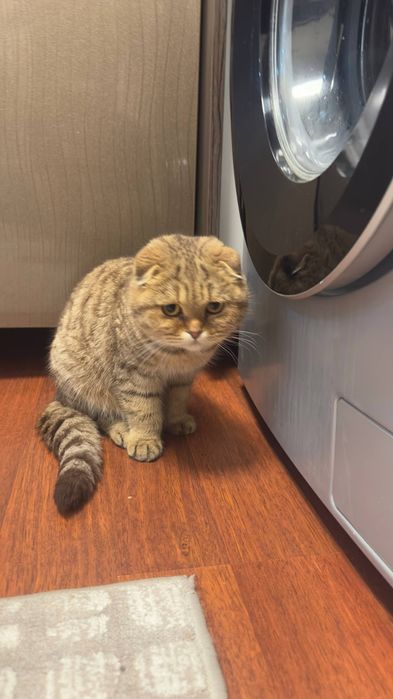 шотландская вислоухая