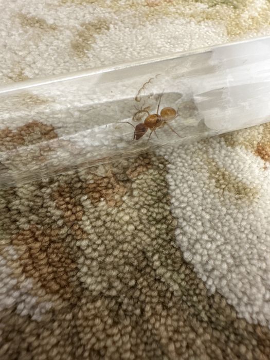 Продам кампонотус туркистанус