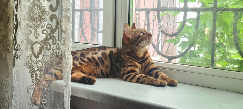 Кошка Бенгал. Стерилозована. 1 год 2 месяца.