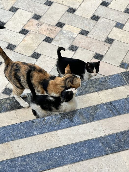 3 oylik mushuk bolalari