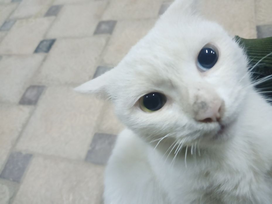 turk angora 2 xil kozli oq mushuk