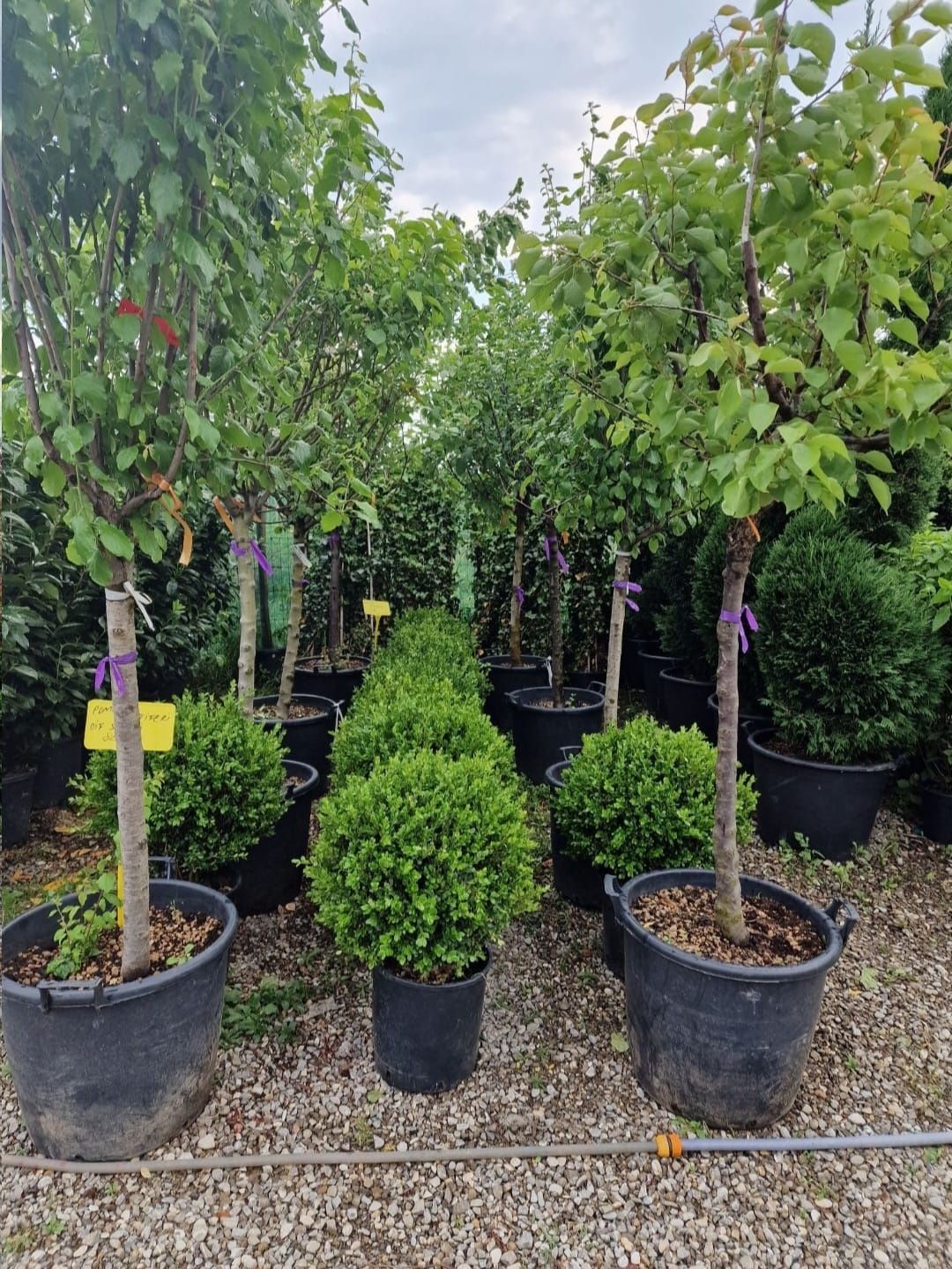 Vând buxus glob de calitate superioara