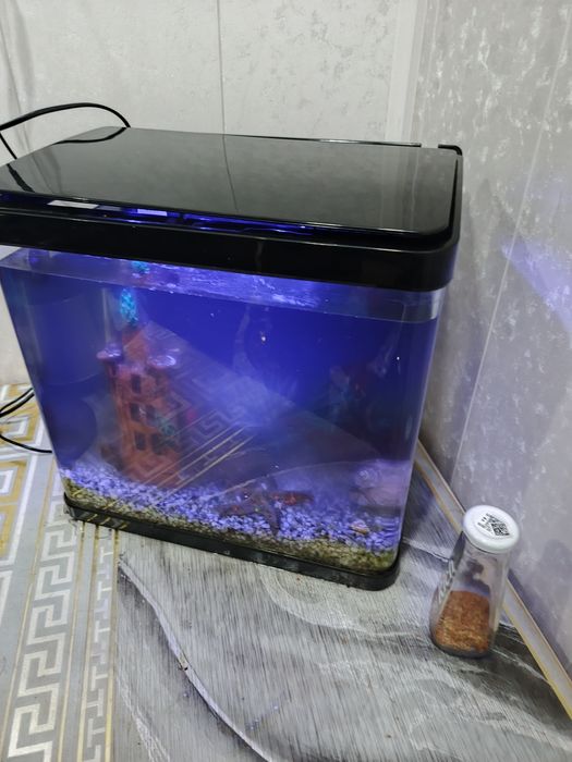 Avarium zamonaviy