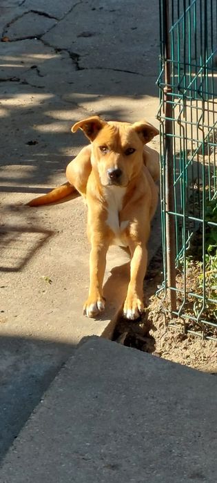 Caine jucaus si prietenos - Lola, 1 an jumate