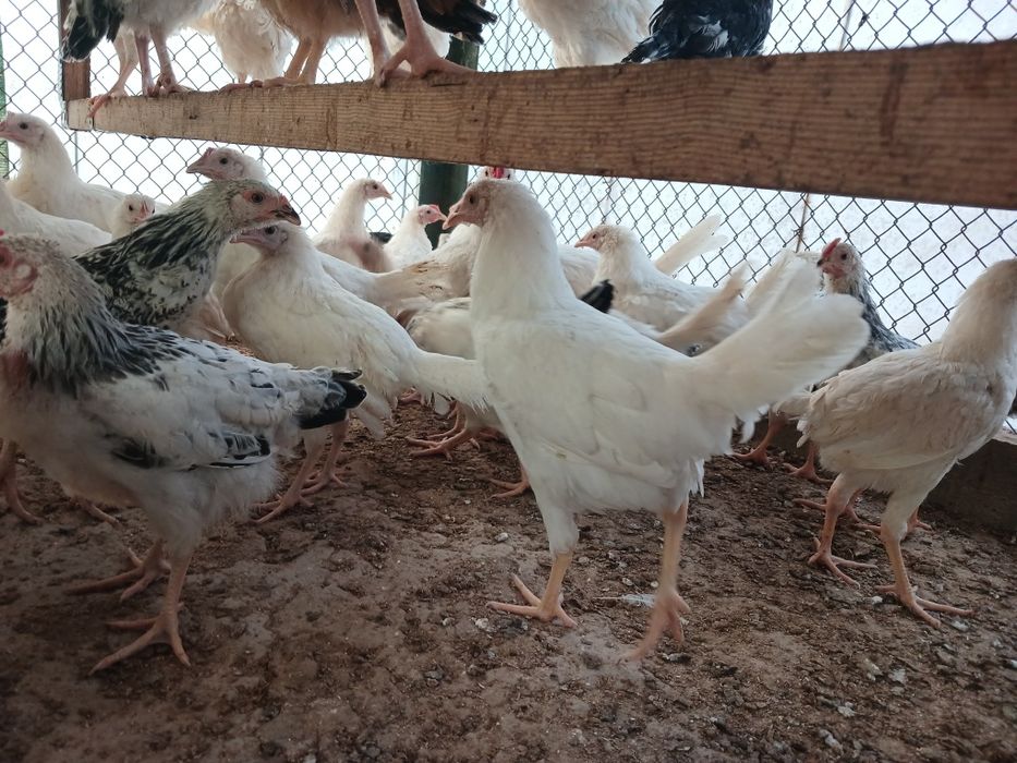 Адлер Кучин Лигорын Даминат Австралов балапандар сатлады.