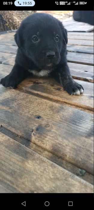 4 БОK x Малиноа микс Кученца