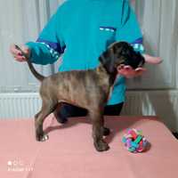 Pui Boxer German