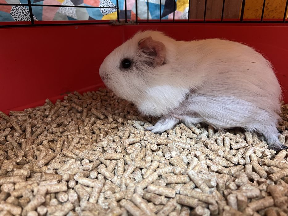 Donez purcelusa Guineea