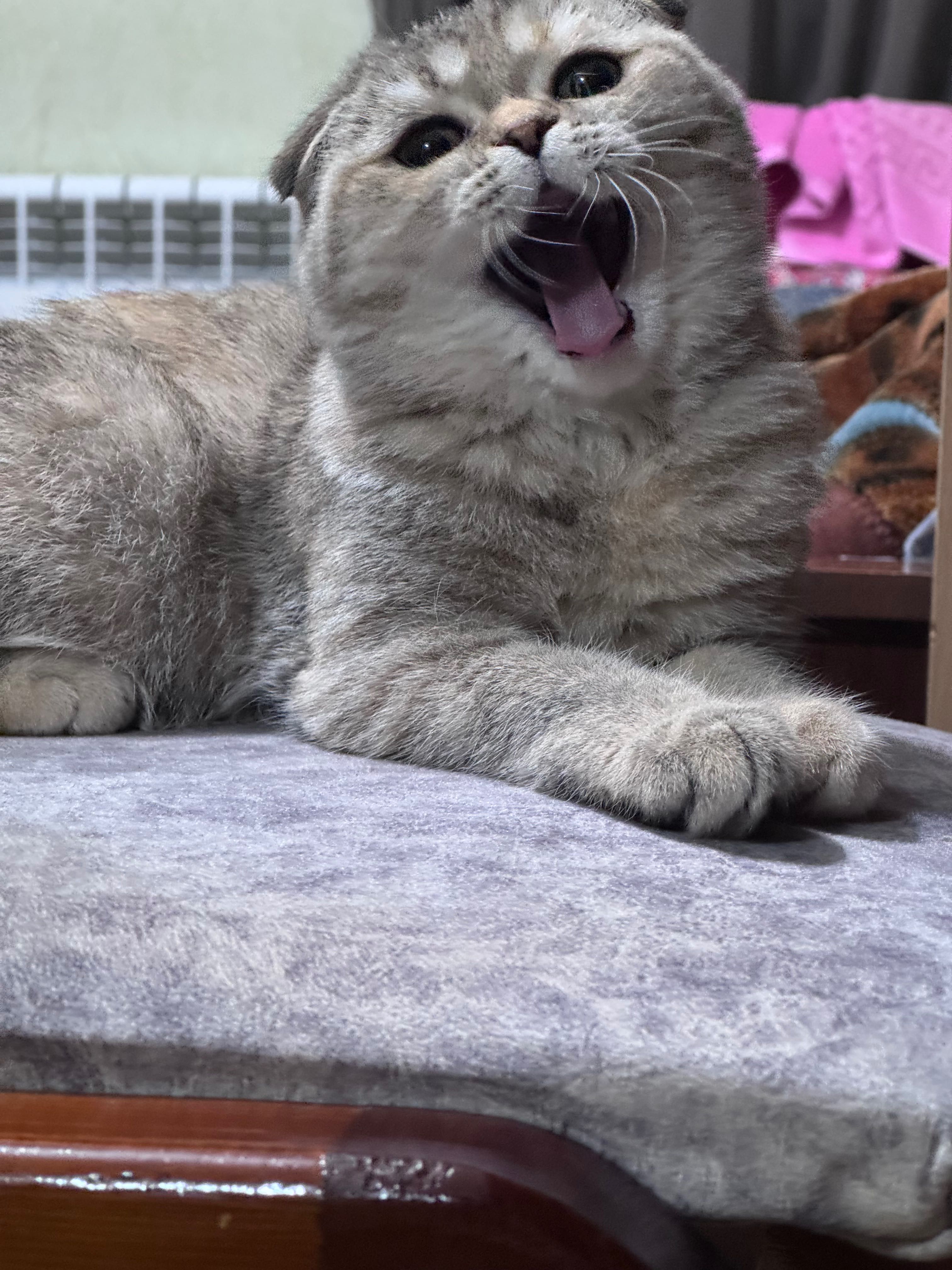 Кошка скоттиш  фолд