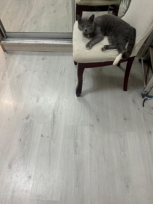 Кот взрослый ловит мышей