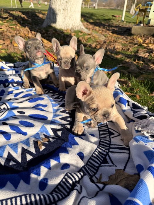 Чистокръвни Френски Булдочета