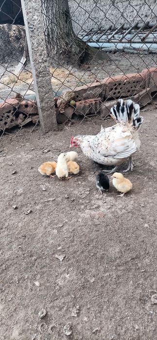 Продавам декоративни птици.