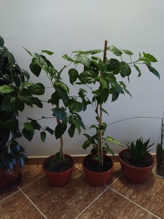 Plante de vânzare