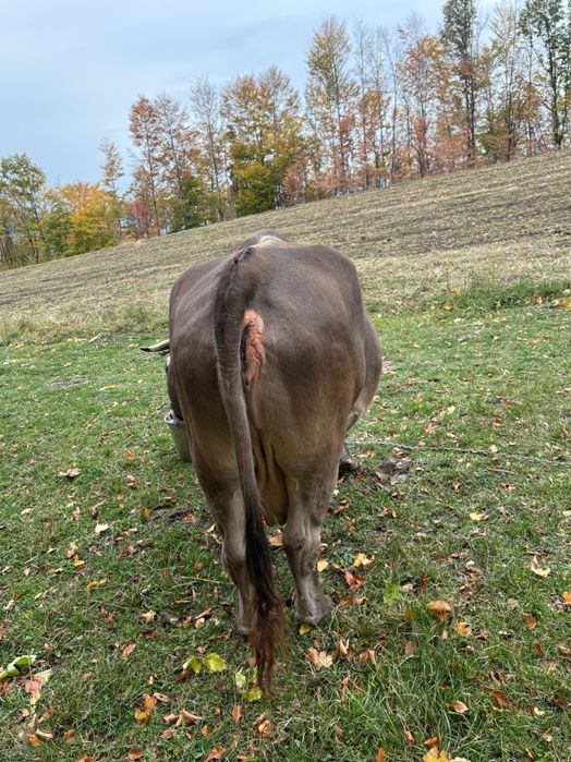 vând vacă brună gestantă în 1 luna  pt detalii sunați