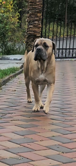 Cane corso mascul