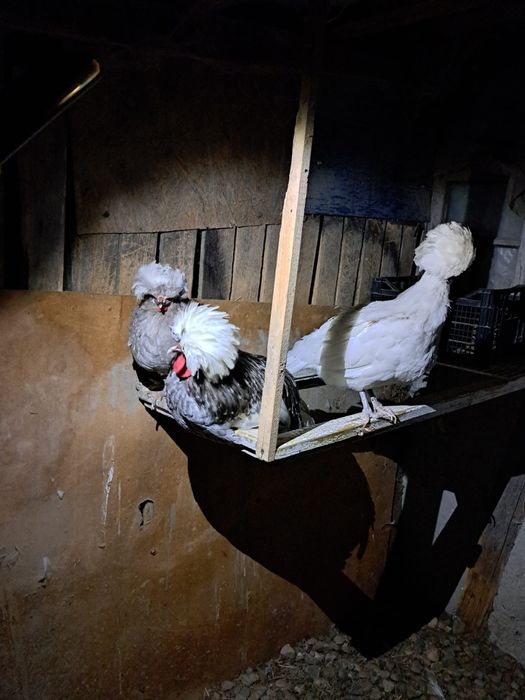 Vând găini de rasa