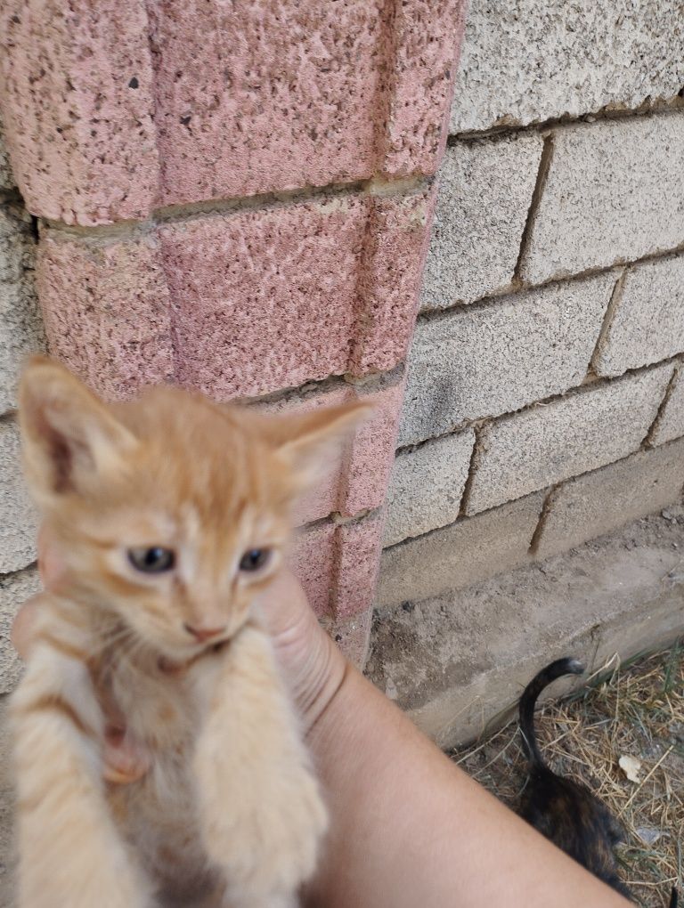Котята мальчики отдам в добрые руки 1,5 месяца