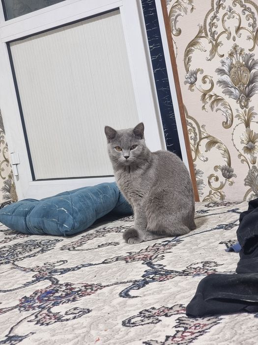 Mushuk sotiladi Skotish strayt