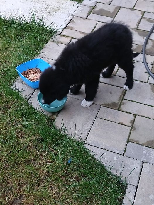 Catel pentru adoptie