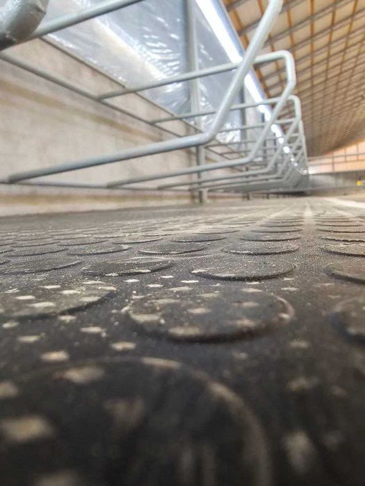 чорва молар учун резинка келди оптим нарда