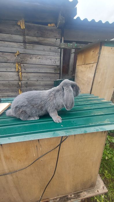 Кролики Породистые