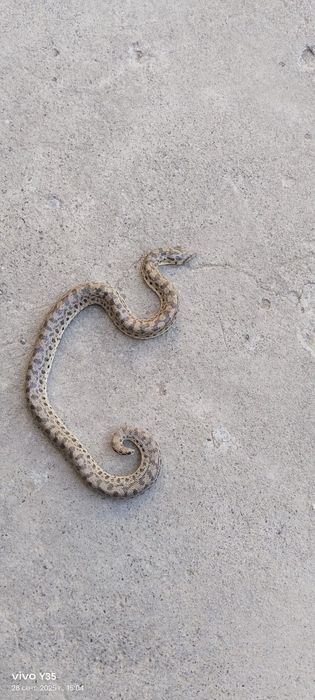 Колбар жылан бар