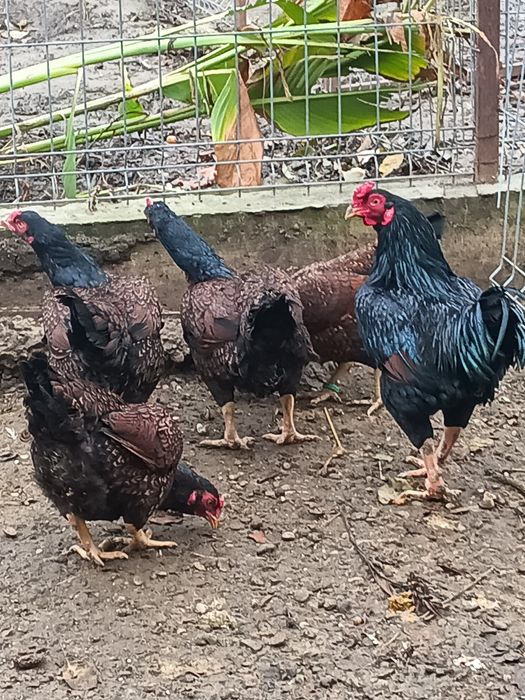 Găini combatante indiene