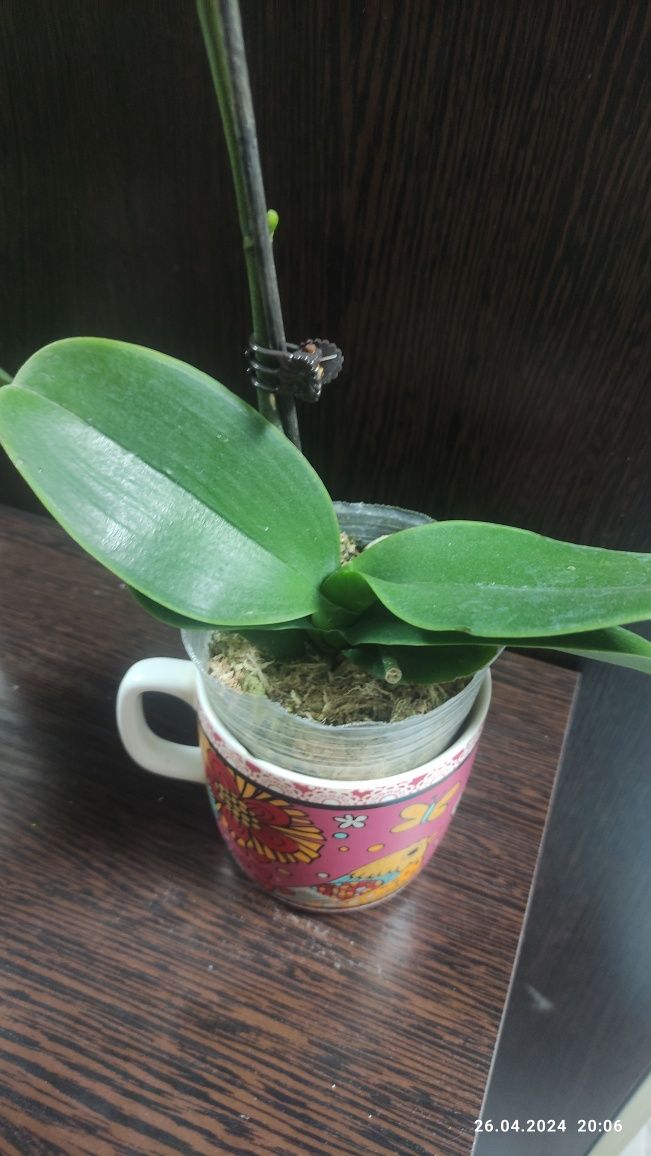 Орхидея Phalaenopsis Chia миди 43см
