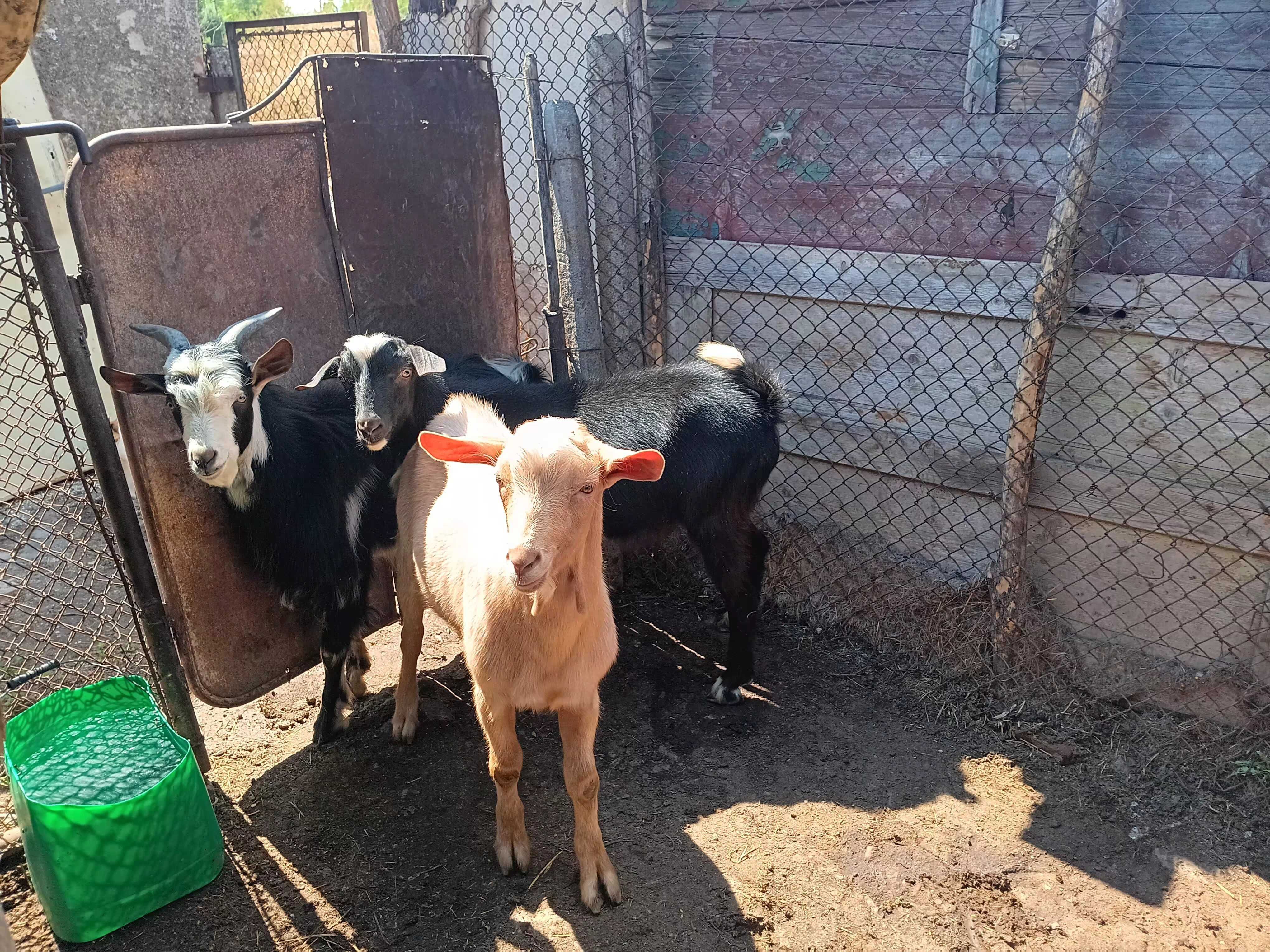 Продавам 1 коза 1 пръч и 3 мъжки ярета