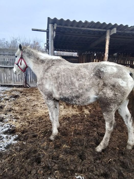 Продам кобылу 8 лет рысак