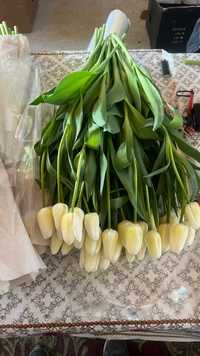 Продаётся луковицы тюльпанов