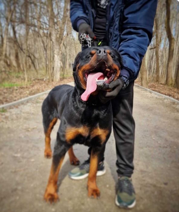 Ротвайлери с родословие