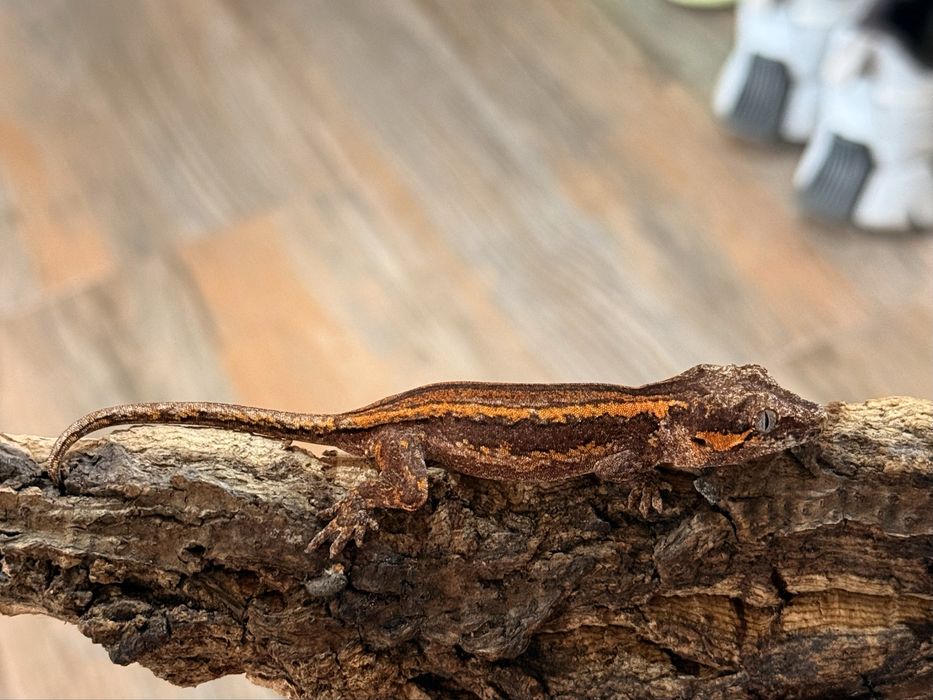 Ушат гекон (Rhacodactylus auriculatus)