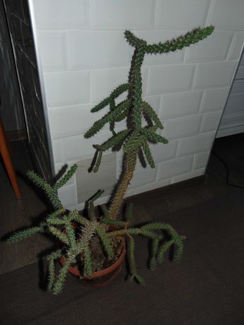 Cactus  de vanzare