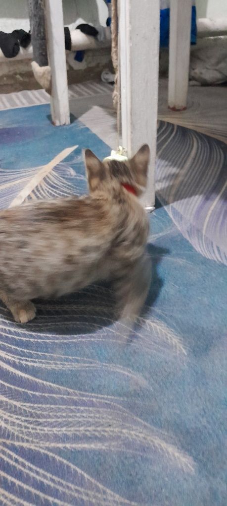 Отдам даром котенка девочку