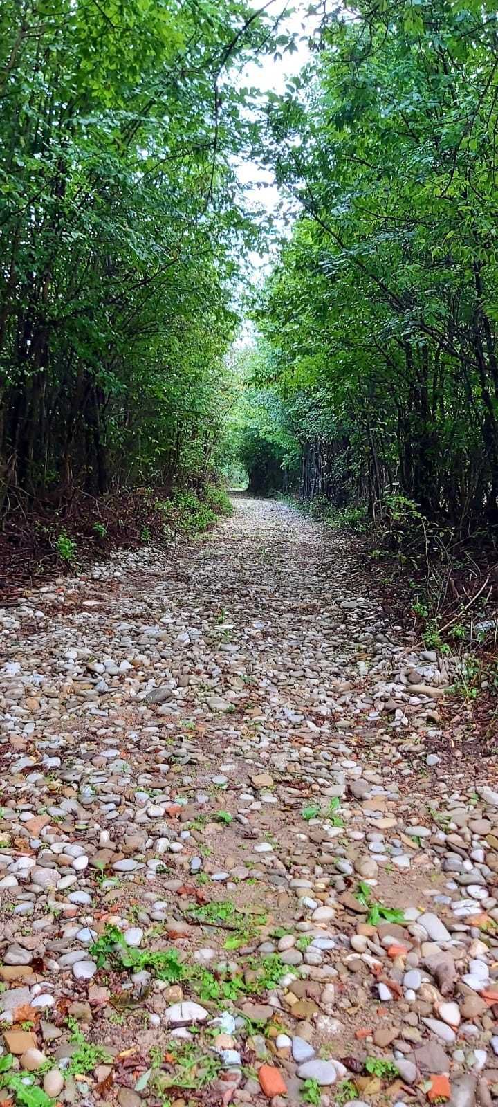 Teren intravilan langa padure la 20 min de Ploiesti