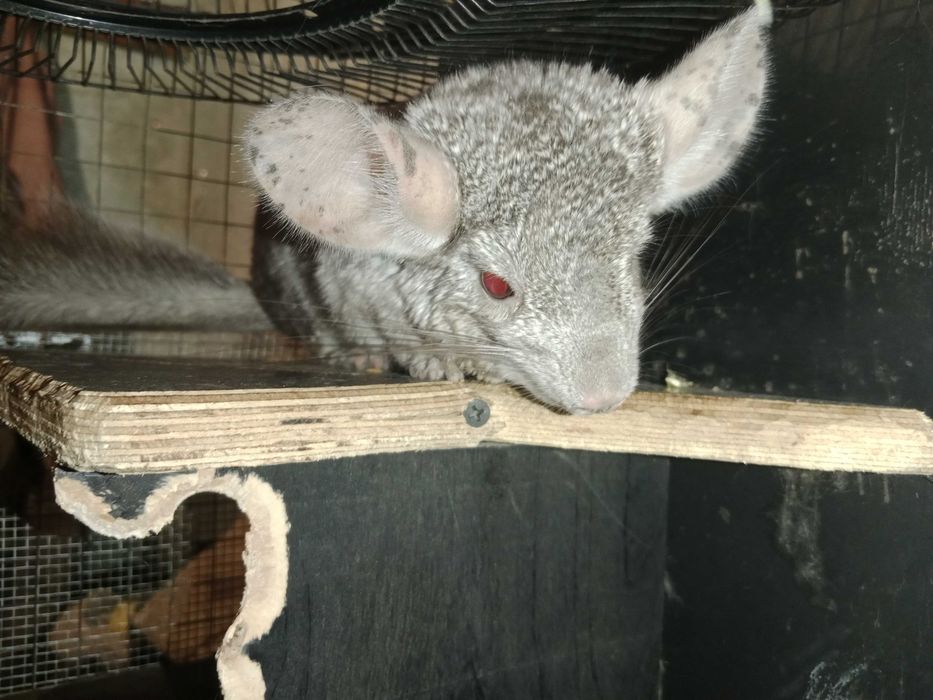 Продам шиншилу девочка