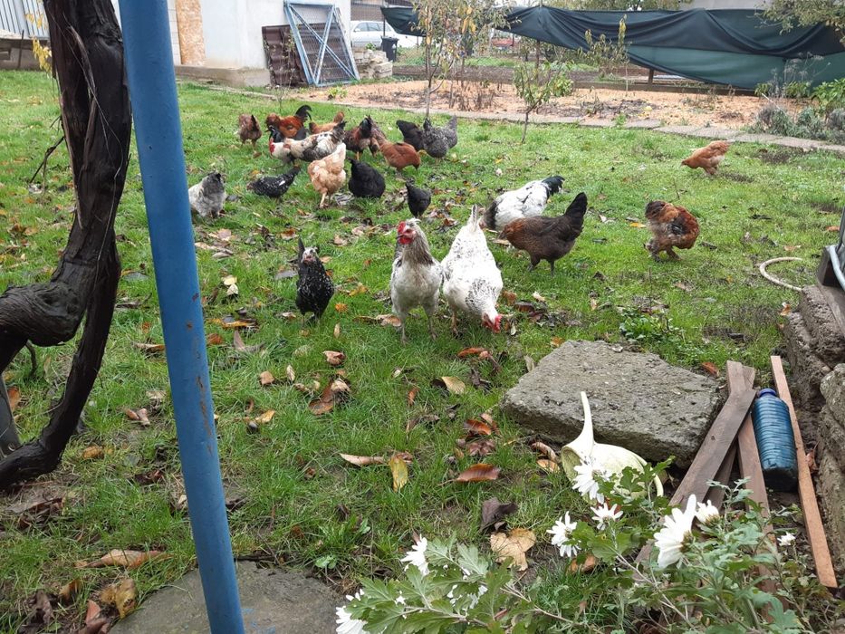 Vând  cocoși,găini și rățoi  leșești