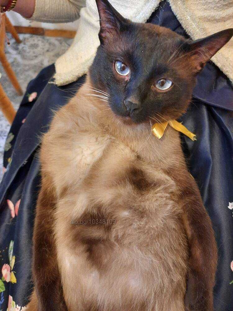 Сиамец Котка Чистокръвен