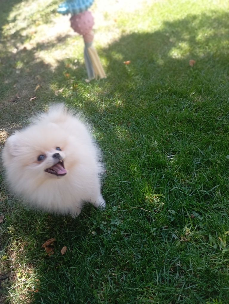 Pomeranian femela pedigree Fci